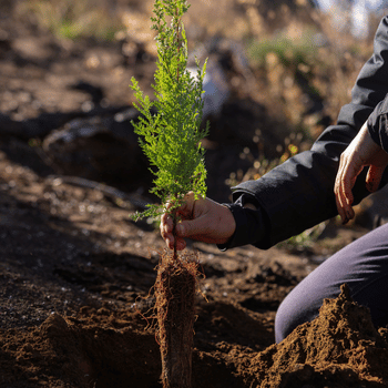reforestarg-project